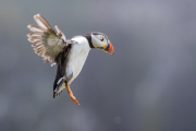 Puffins on Skomer Island, Pembrokeshire, Wales - 22 May 2015