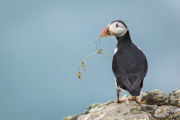 Puffins on Skomer Island, Pembrokeshire, Wales - 22 May 2015