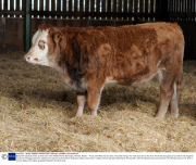Benjy the Gay Bull arrives at new home The Hillside Animal Sanctuary, Norfolk, Britain - 14 Dec 2014