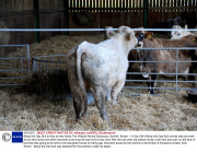 Benjy the Gay Bull arrives at new home The Hillside Animal Sanctuary, Norfolk, Britain - 14 Dec 2014