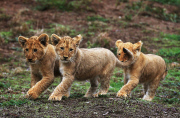 Löwenbabies im Taronga Western Plains Zoo in Dubbo 