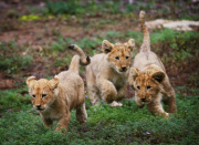 Löwenbabies im Taronga Western Plains Zoo in Dubbo 