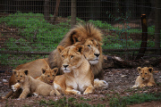 Löwenbabies im Taronga Western Plains Zoo in Dubbo 