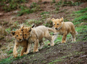 Löwenbabies im Taronga Western Plains Zoo in Dubbo 