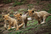 Löwenbabies im Taronga Western Plains Zoo in Dubbo 