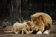 Löwenbabies im Taronga Western Plains Zoo in Dubbo 