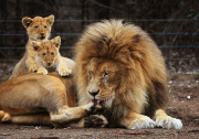 Löwenbabies im Taronga Western Plains Zoo in Dubbo 