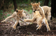 Löwenbabies im Taronga Western Plains Zoo in Dubbo 