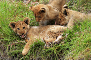 Löwenbabies im Taronga Western Plains Zoo in Dubbo 