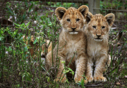 Löwenbabies im Taronga Western Plains Zoo in Dubbo 