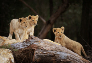 Löwenbabies im Taronga Western Plains Zoo in Dubbo 