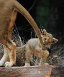Löwenbabies im Taronga Western Plains Zoo in Dubbo 
