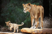 Löwenbabies im Taronga Western Plains Zoo in Dubbo 