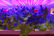 Tamagawa University's LED-based Plant Factory, Tokyo, Japan - 02 Jun 2015