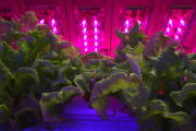 Tamagawa University's LED-based Plant Factory, Tokyo, Japan - 02 Jun 2015