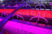 Tamagawa University's LED-based Plant Factory, Tokyo, Japan - 02 Jun 2015