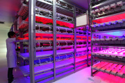 Tamagawa University's LED-based Plant Factory, Tokyo, Japan - 02 Jun 2015