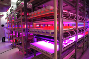 Tamagawa University's LED-based Plant Factory, Tokyo, Japan - 02 Jun 2015