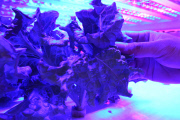 Tamagawa University's LED-based Plant Factory, Tokyo, Japan - 02 Jun 2015