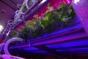 Tamagawa University's LED-based Plant Factory, Tokyo, Japan - 02 Jun 2015