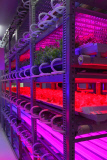Tamagawa University's LED-based Plant Factory, Tokyo, Japan - 02 Jun 2015