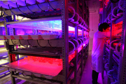 Tamagawa University's LED-based Plant Factory, Tokyo, Japan - 02 Jun 2015