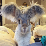 Meet Wally, the bunny with wing-like ears who has captured the hearts of thousands with his precious pictures