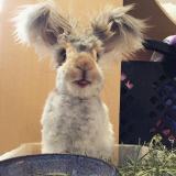 Meet Wally, the bunny with wing-like ears who has captured the hearts of thousands with his precious pictures