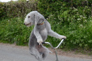 Barry the dog that rides a tricycle, Brough, Cumbria, Britain - 24 May 2015