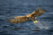 White-tailed sea eagles, Flatanger, Norway - Aug 2014