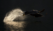 White-tailed sea eagles, Flatanger, Norway - Aug 2014