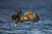 White-tailed sea eagles, Flatanger, Norway - Aug 2014