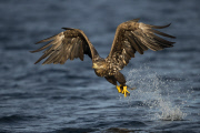 White-tailed sea eagles, Flatanger, Norway - Aug 2014