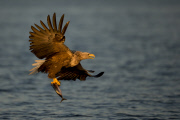White-tailed sea eagles, Flatanger, Norway - Aug 2014