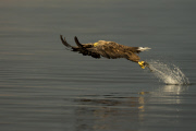White-tailed sea eagles, Flatanger, Norway - Aug 2014