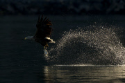 White-tailed sea eagles, Flatanger, Norway - Aug 2014