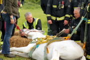 Firefighters use digger to help lift horse that can't stand, Chingford, London, Britain - 30 May 2015