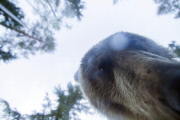 European brown bear poses for selfie, Finland - Jun 2015