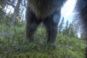 European brown bear poses for selfie, Finland - Jun 2015