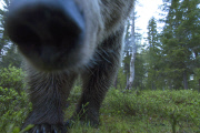 European brown bear poses for selfie, Finland - Jun 2015