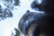 European brown bear poses for selfie, Finland - Jun 2015