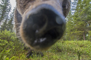European brown bear poses for selfie, Finland - Jun 2015