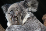Taronga Zoo celebrates season?s first koala joey, Australia - 11 Jun 2015