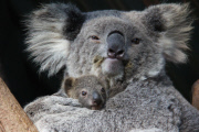 Taronga Zoo celebrates season?s first koala joey, Australia - 11 Jun 2015