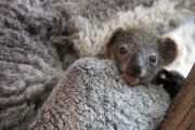 Taronga Zoo celebrates season?s first koala joey, Australia - 11 Jun 2015