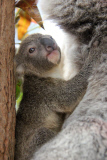 Taronga Zoo celebrates season?s first koala joey, Australia - 11 Jun 2015