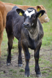 Cow has Mickey Mouse marking on its forehead, Cambridgeshire, Britain - 16 Jun 2015