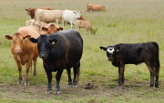 Cow has Mickey Mouse marking on its forehead, Cambridgeshire, Britain - 16 Jun 2015