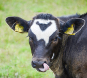 Cow has Mickey Mouse marking on its forehead, Cambridgeshire, Britain - 16 Jun 2015