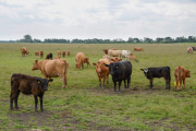 Cow has Mickey Mouse marking on its forehead, Cambridgeshire, Britain - 16 Jun 2015
